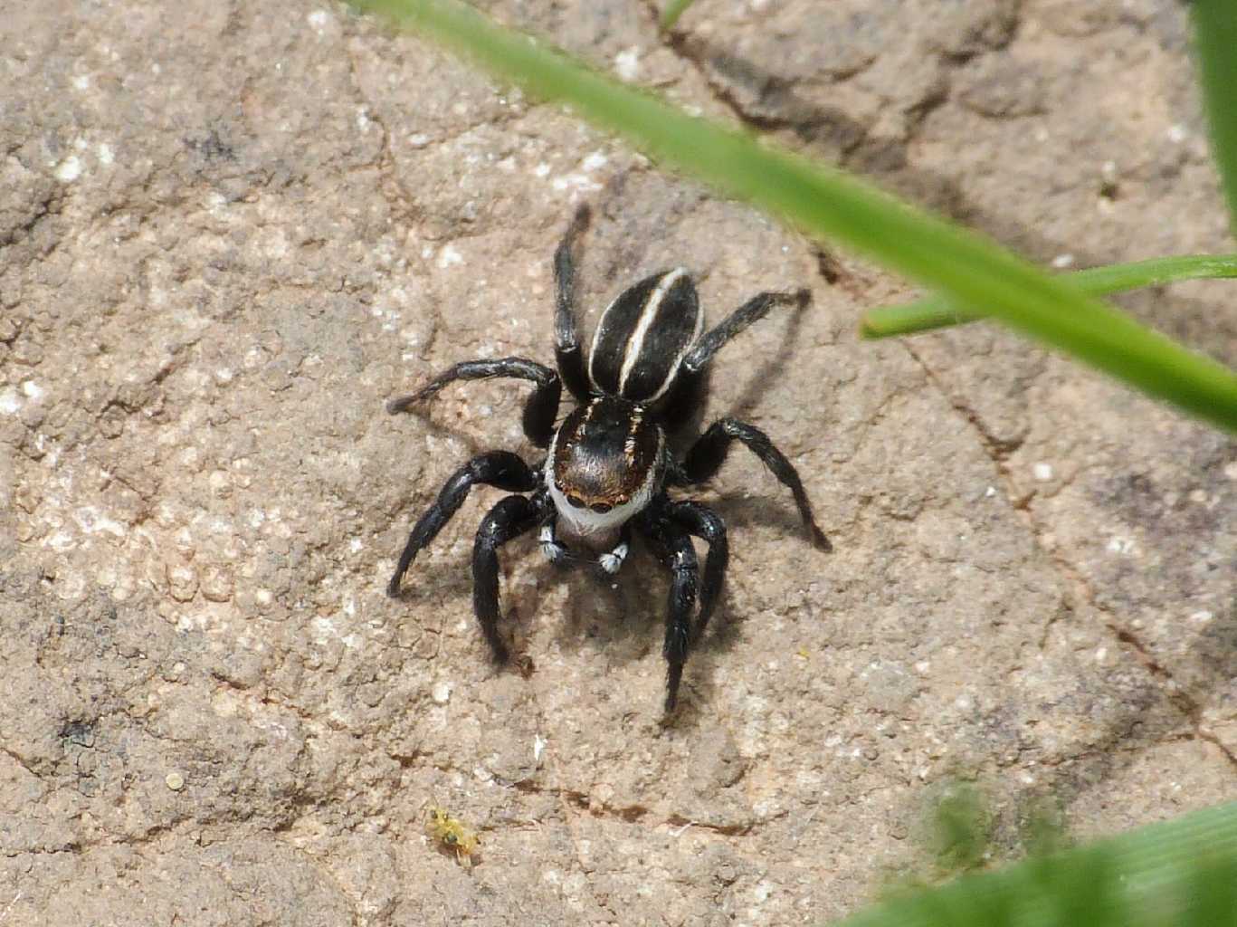 Maschio di Phlegra bresnieri - Tolfa (RM)